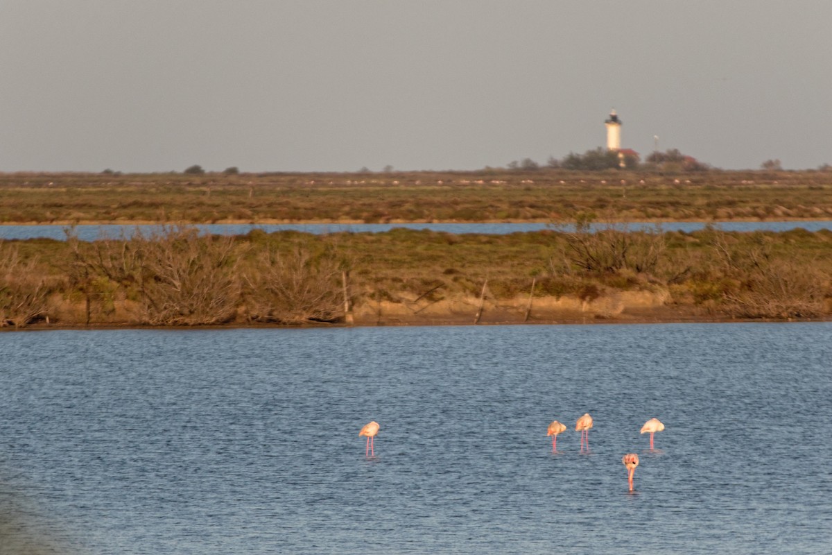 Greater Flamingo - ML619220175