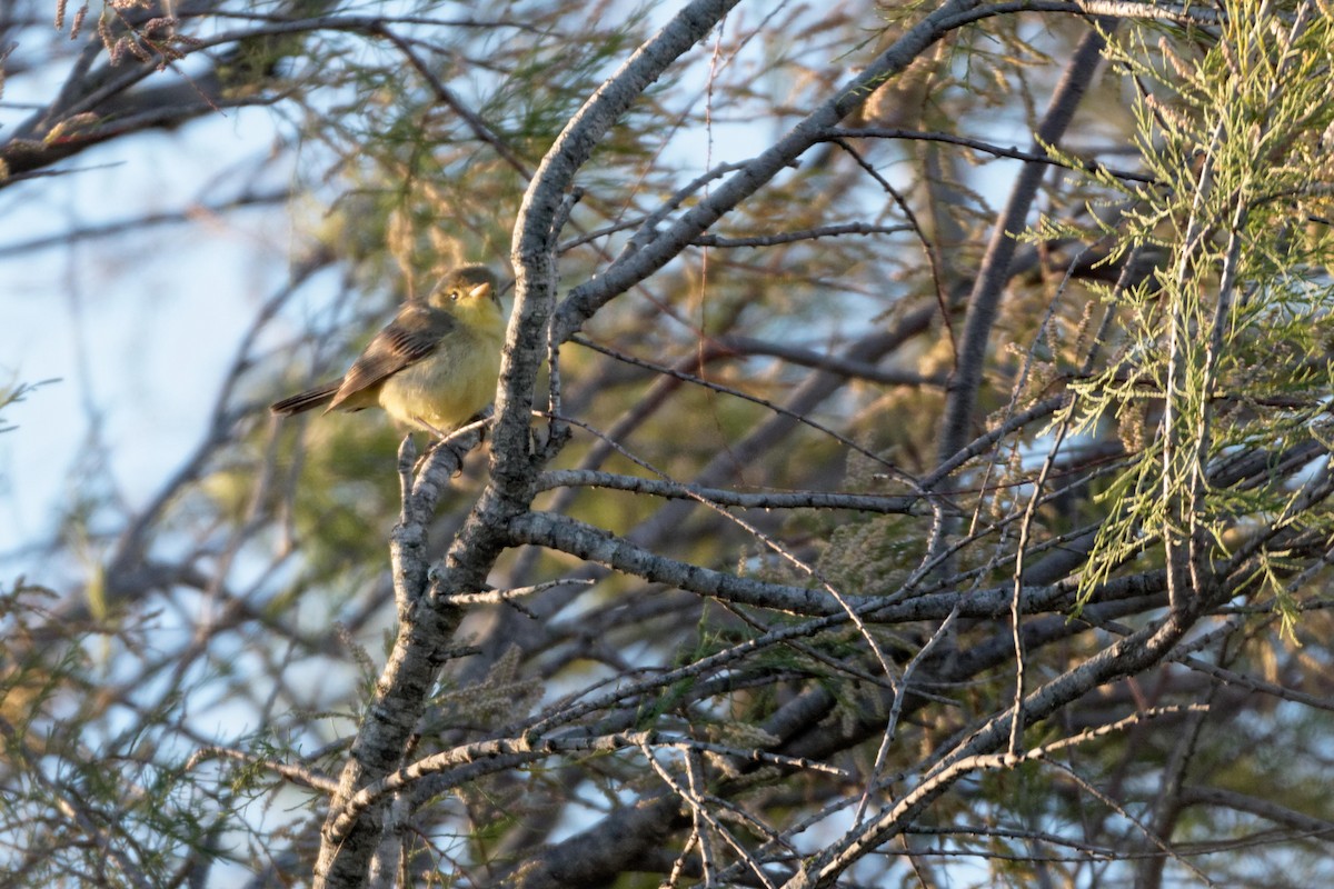 Melodious Warbler - ML619220184