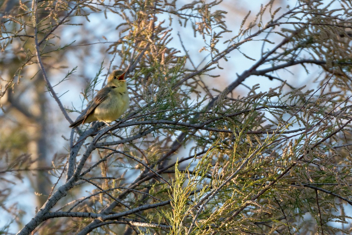 Melodious Warbler - ML619220194