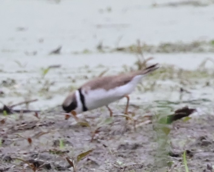 Semipalmated Plover - ML619220229