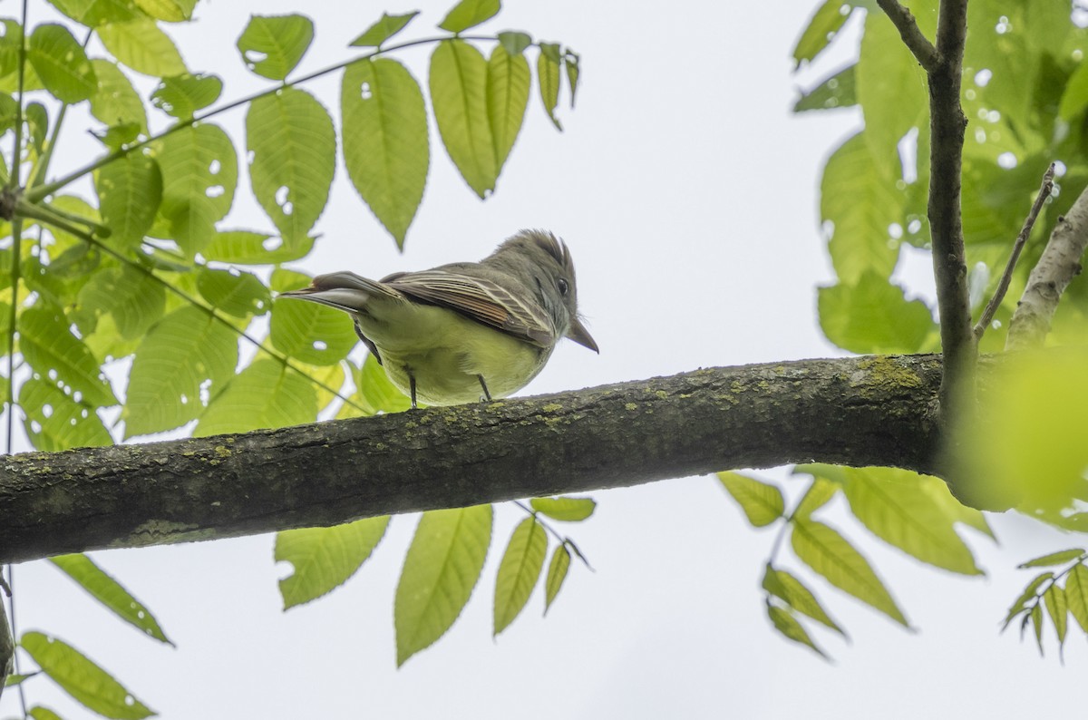 Great Crested Flycatcher - ML619220232