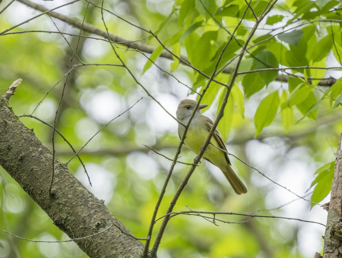 Great Crested Flycatcher - ML619220233