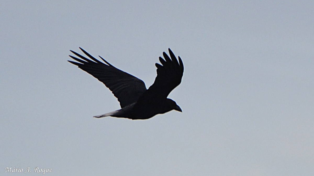 Common Raven - ML619220291