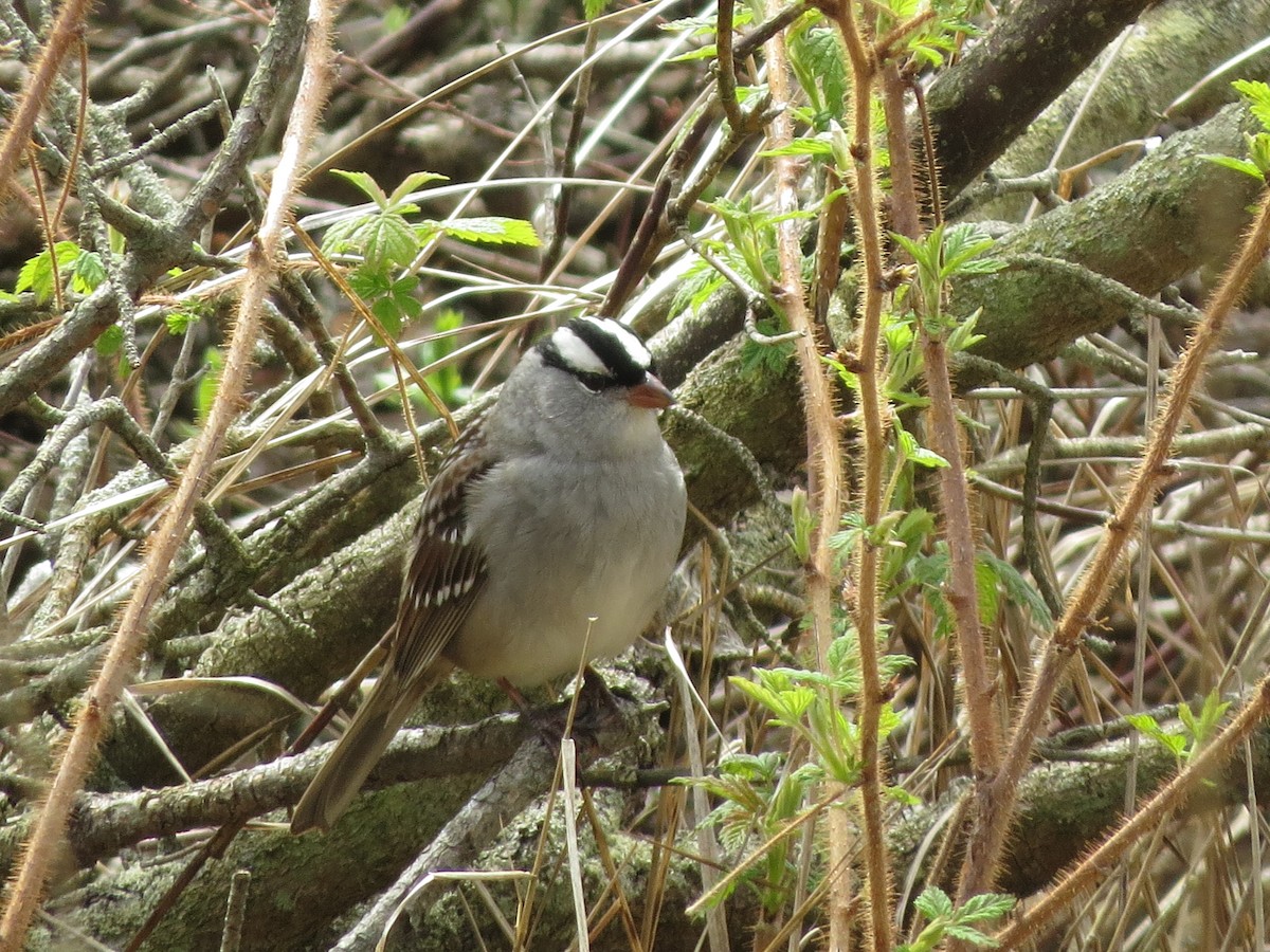 White-crowned Sparrow - ML619220348