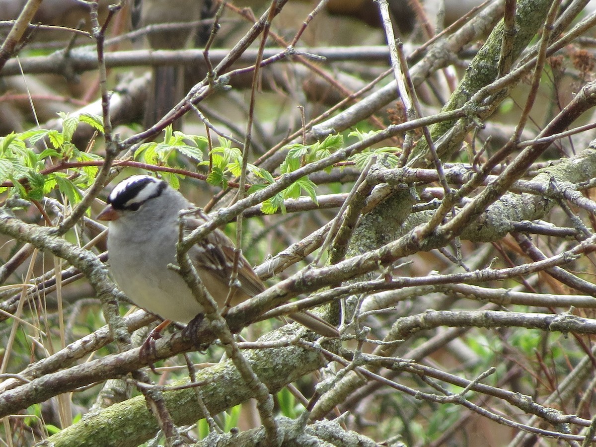 White-crowned Sparrow - ML619220349