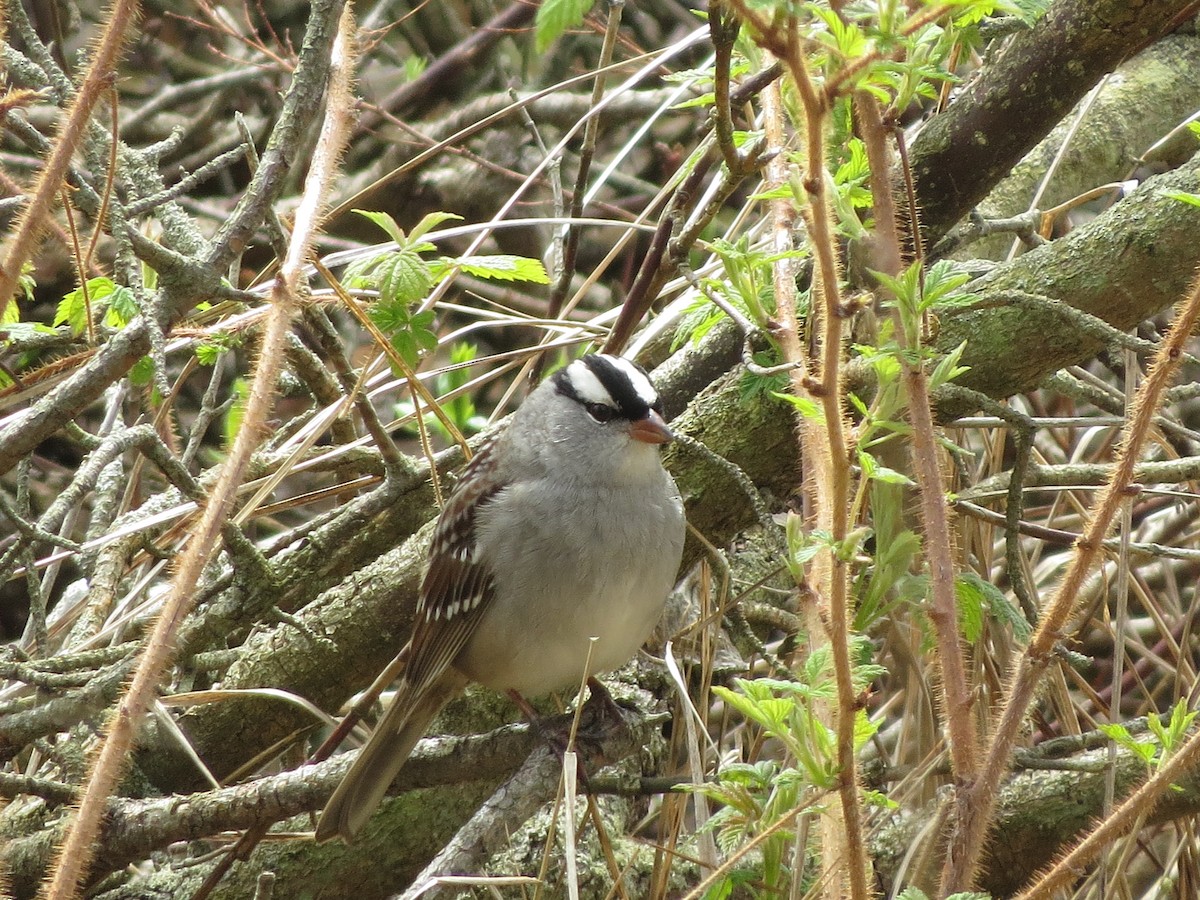 White-crowned Sparrow - ML619220350