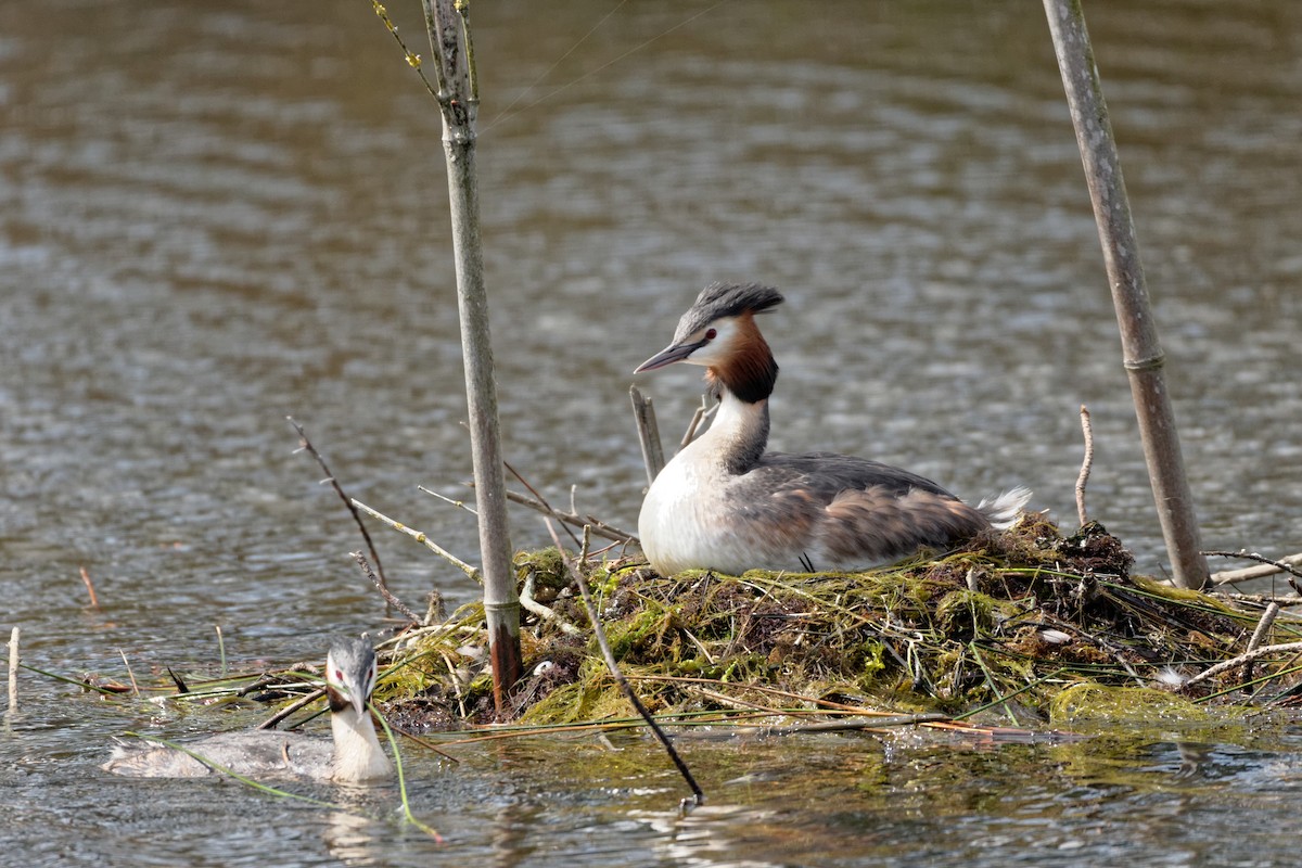 Great Crested Grebe - ML619220427