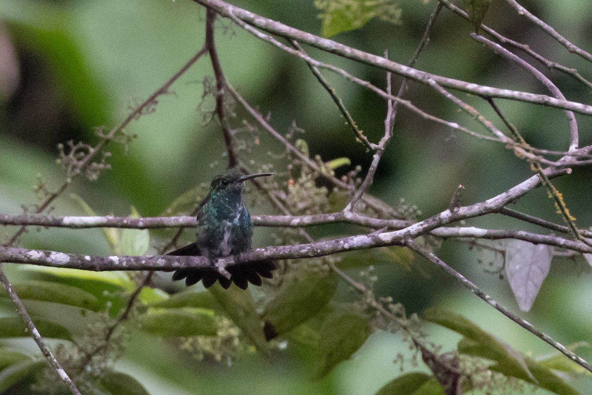 kolibřík zrcadlový - ML619220454