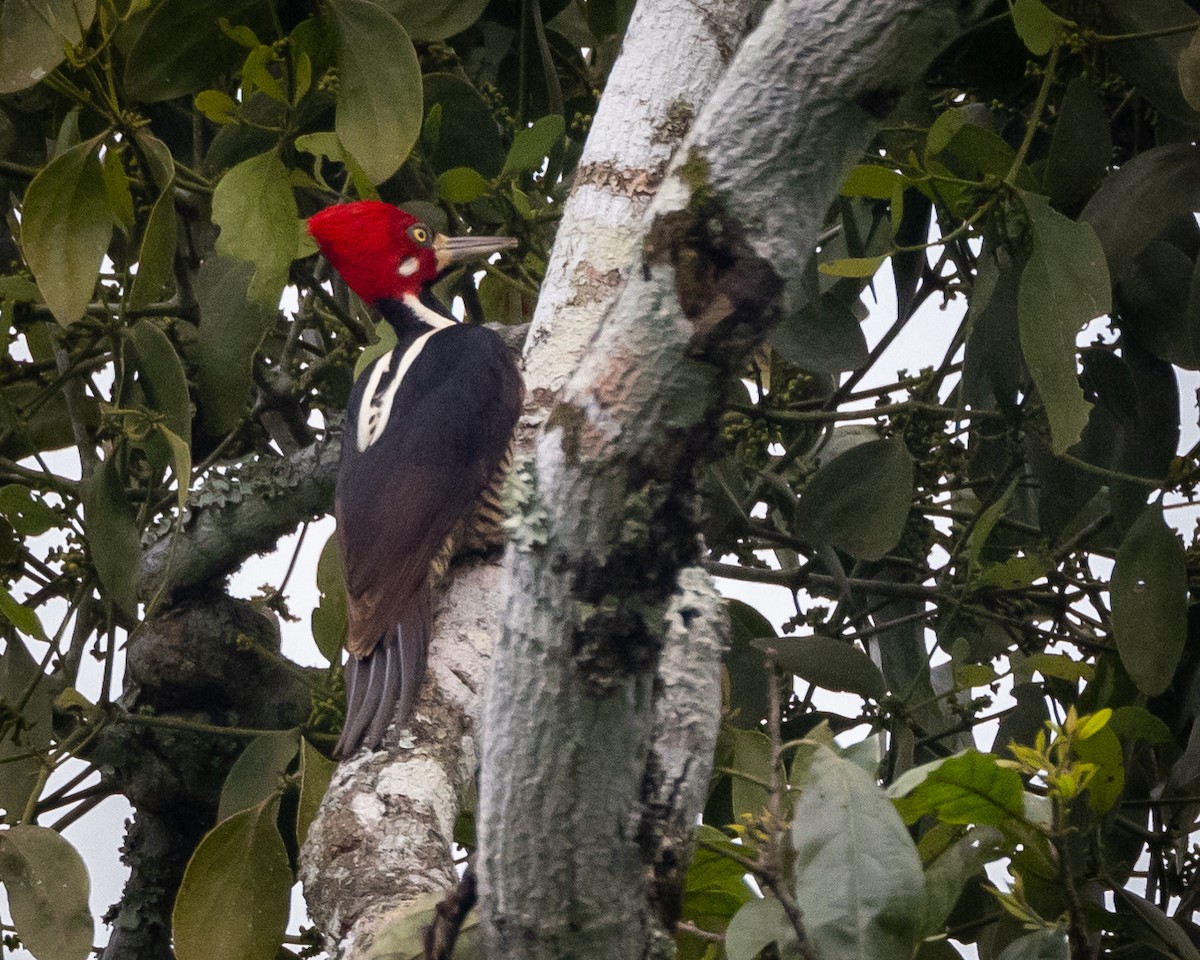 Crimson-crested Woodpecker - ML619220474