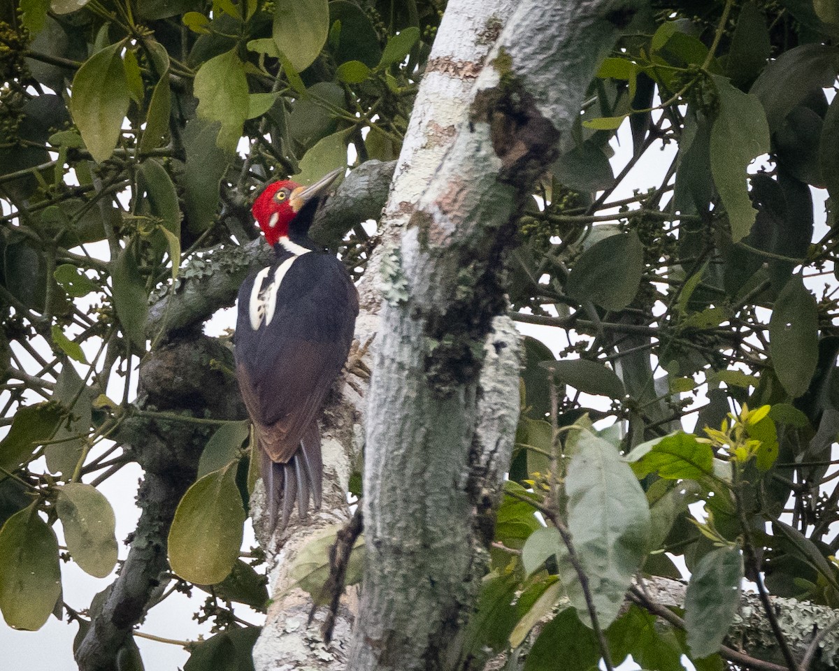 Crimson-crested Woodpecker - ML619220475