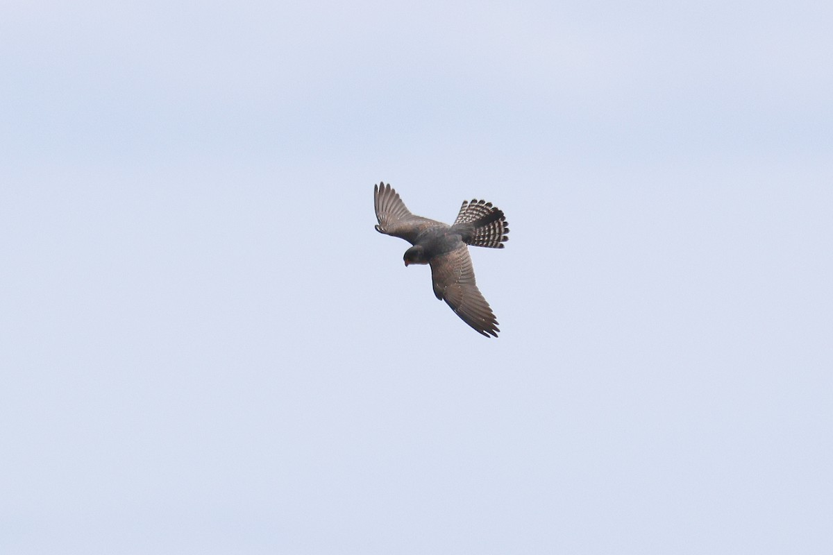Red-footed Falcon - ML619220510