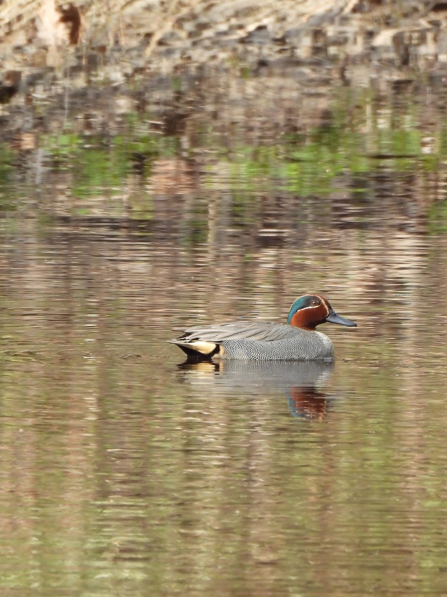 Green-winged Teal - ML619220560