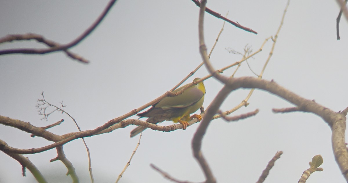 Yellow-footed Green-Pigeon - ML619220569