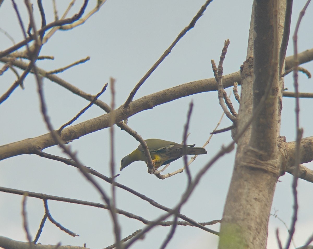 Yellow-footed Green-Pigeon - ML619220570
