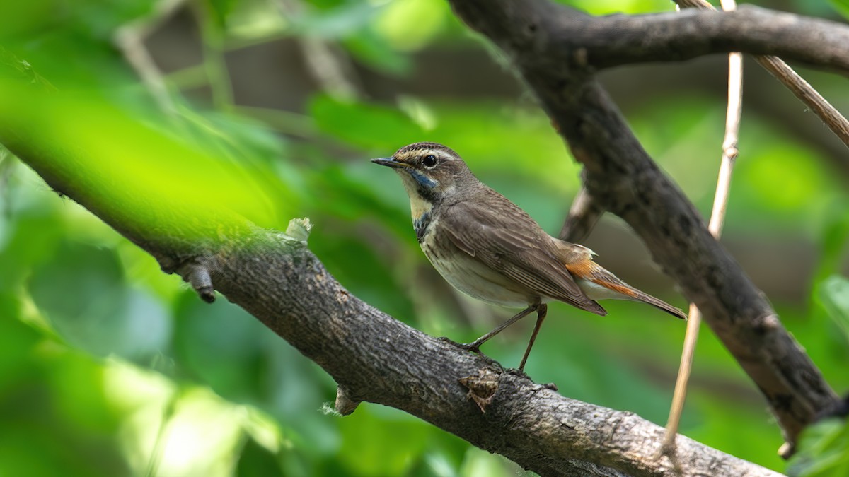 Bluethroat (Red-spotted) - ML619220598