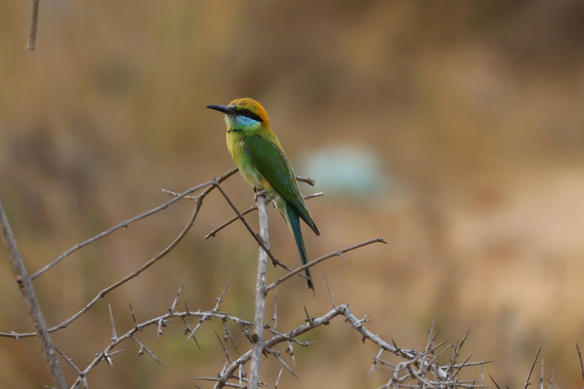 Asian Green Bee-eater - ML619220604