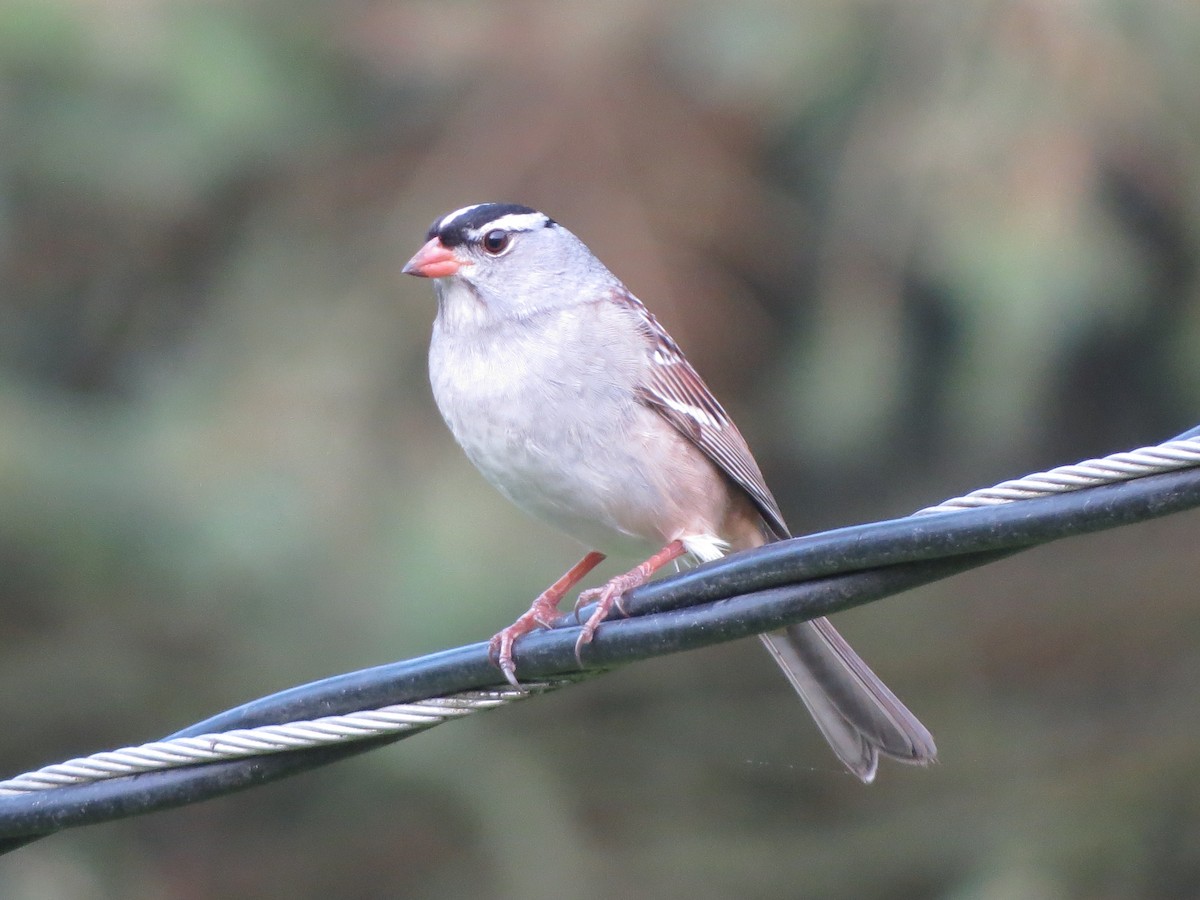 White-crowned Sparrow - ML619220606