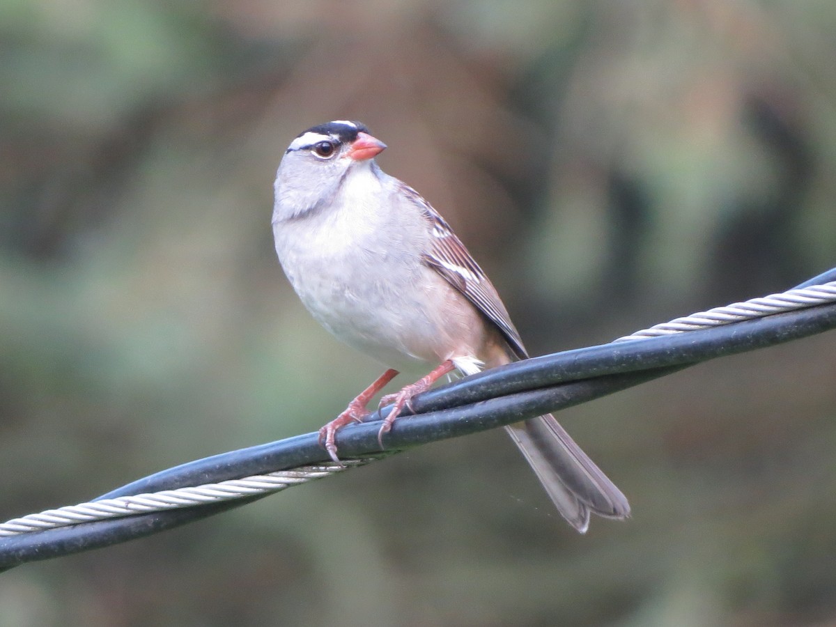 White-crowned Sparrow - ML619220607