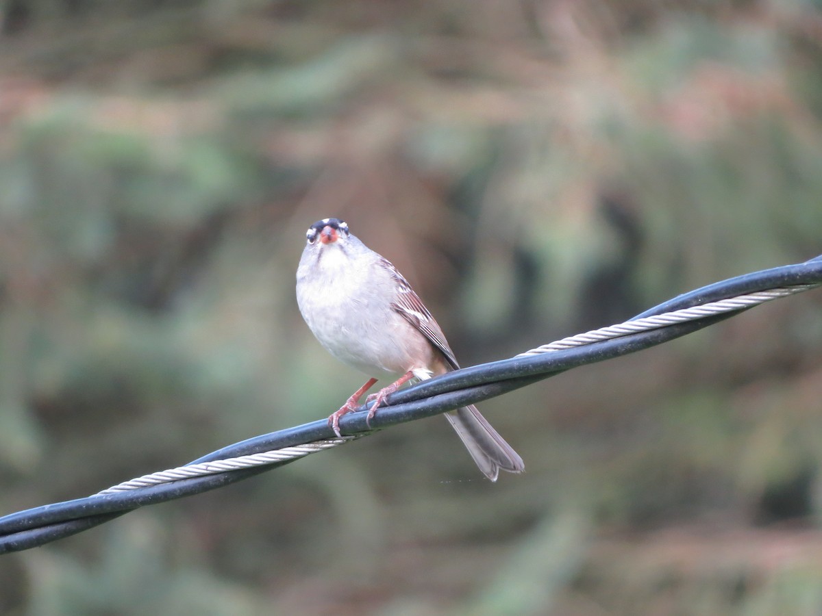 White-crowned Sparrow - ML619220609