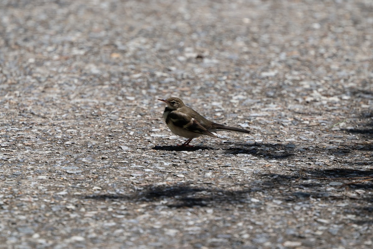 Forest Wagtail - ML619220675