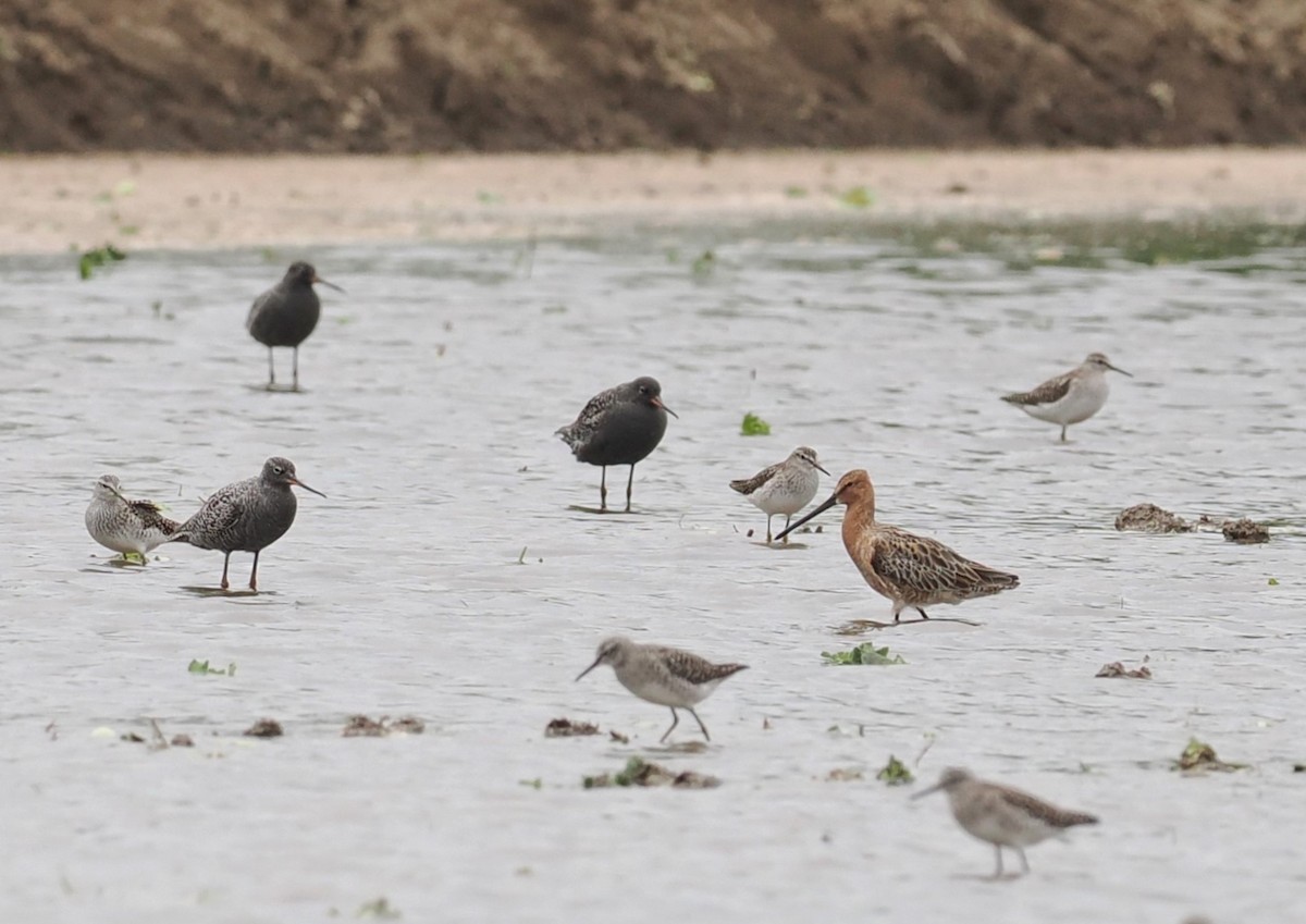 Asian Dowitcher - ML619220721
