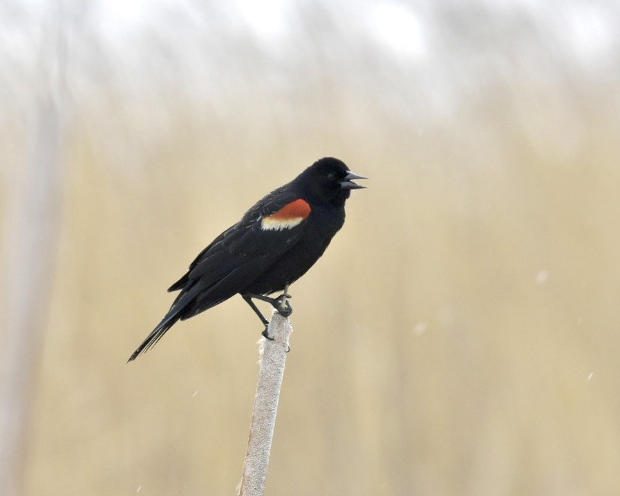 Red-winged Blackbird - ML619220767