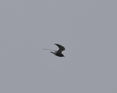 Black Tern - ML619220820