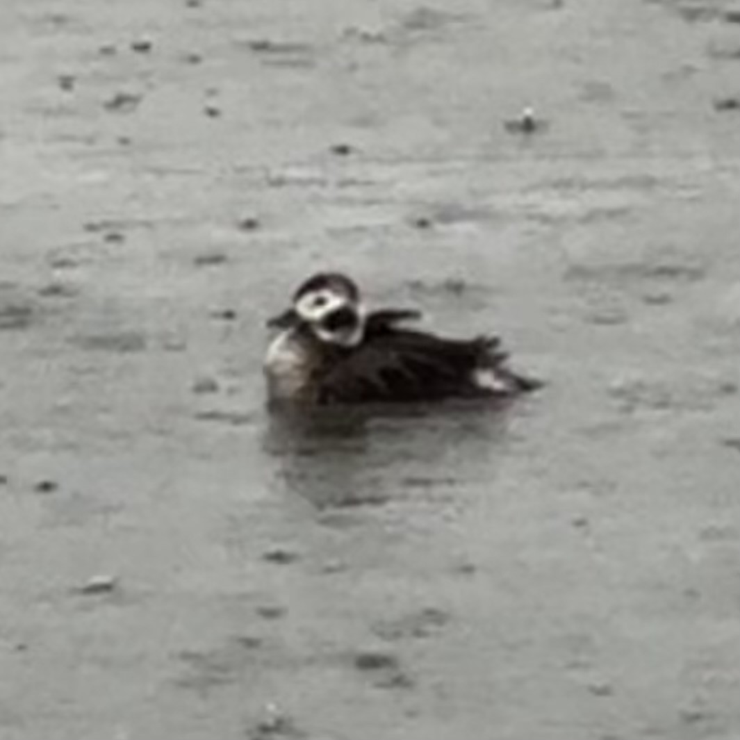Long-tailed Duck - ML619220850