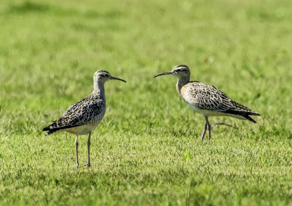 Little Curlew - ML619220892