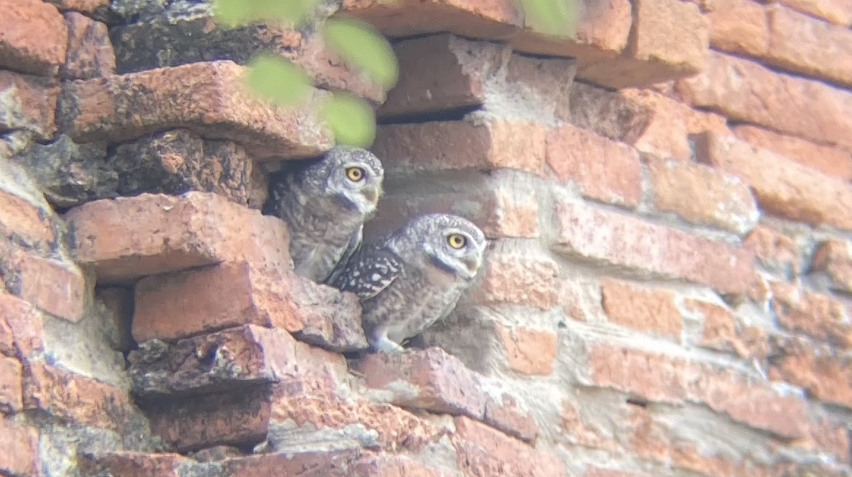 Spotted Owlet - ML619220918