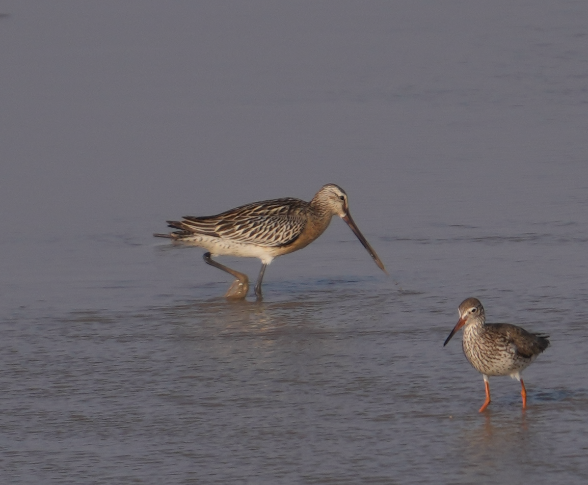 Asian Dowitcher - ML619220952