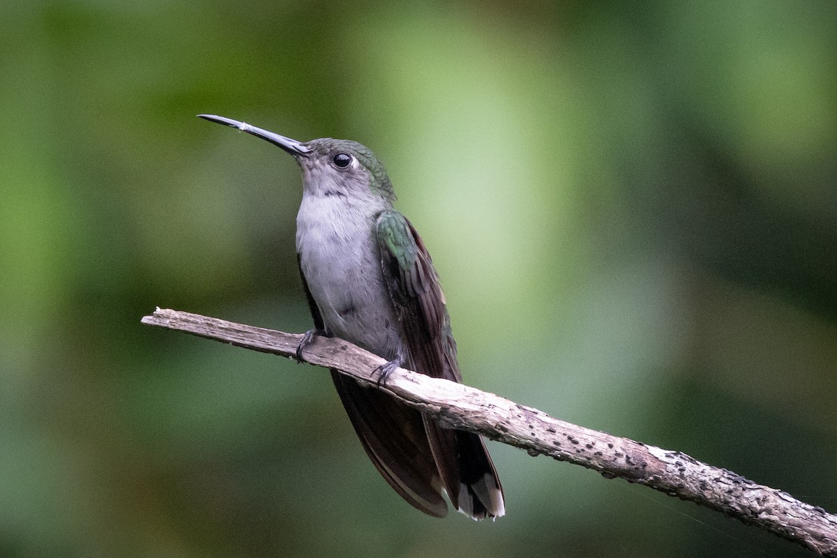 kolibřík šedoprsý - ML619220982