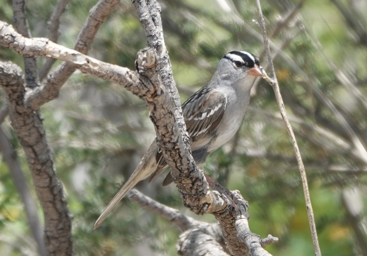 White-crowned Sparrow (Dark-lored) - ML619220993