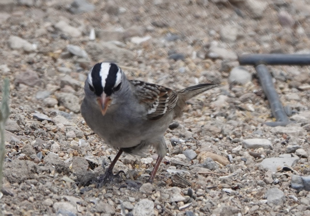 White-crowned Sparrow (Dark-lored) - ML619220994