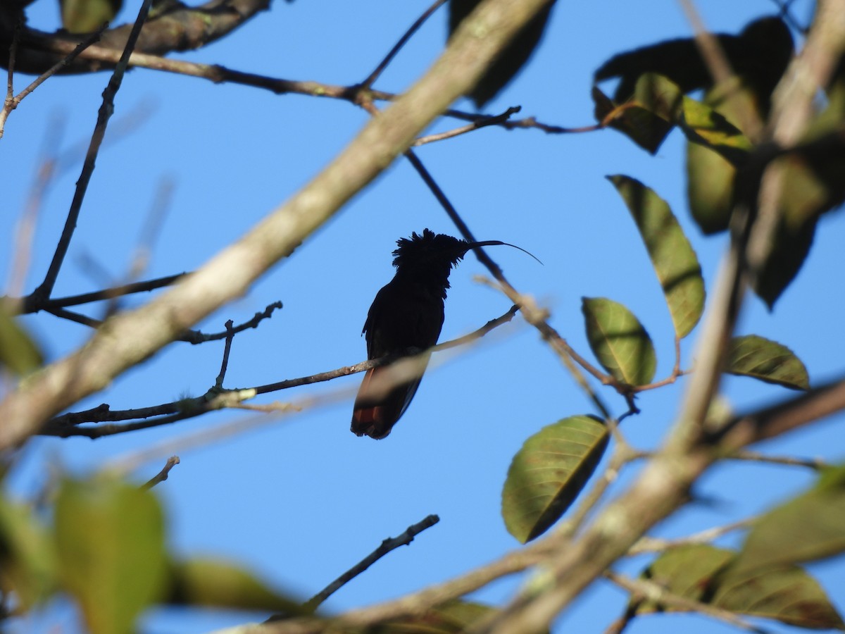 kolibřík červenohlavý - ML619221020