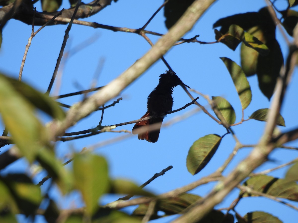 kolibřík červenohlavý - ML619221022
