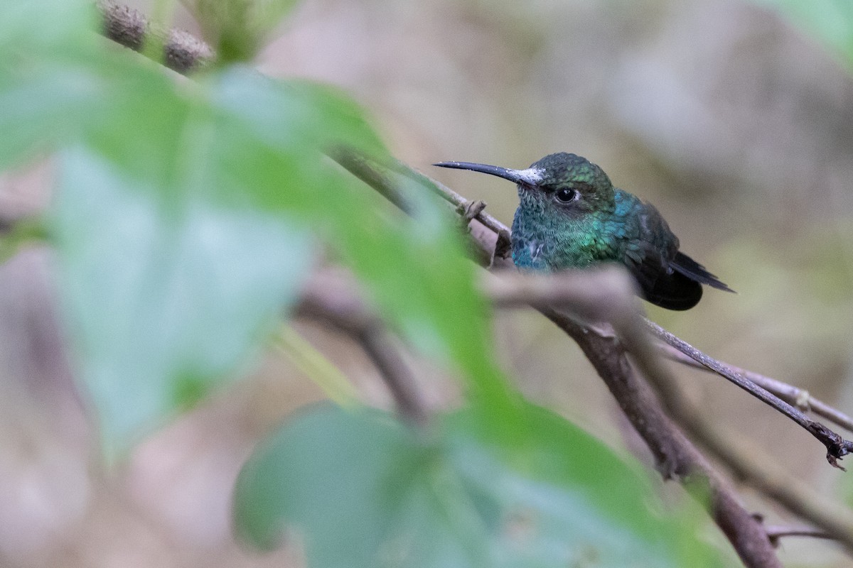 Blue-tailed Emerald - ML619221023