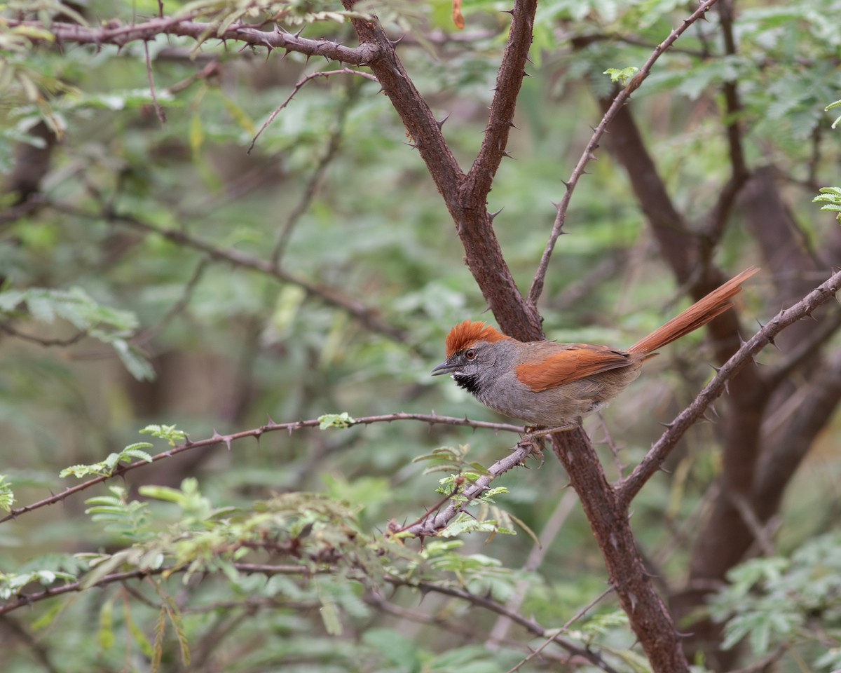 Sooty-fronted Spinetail - ML619221051