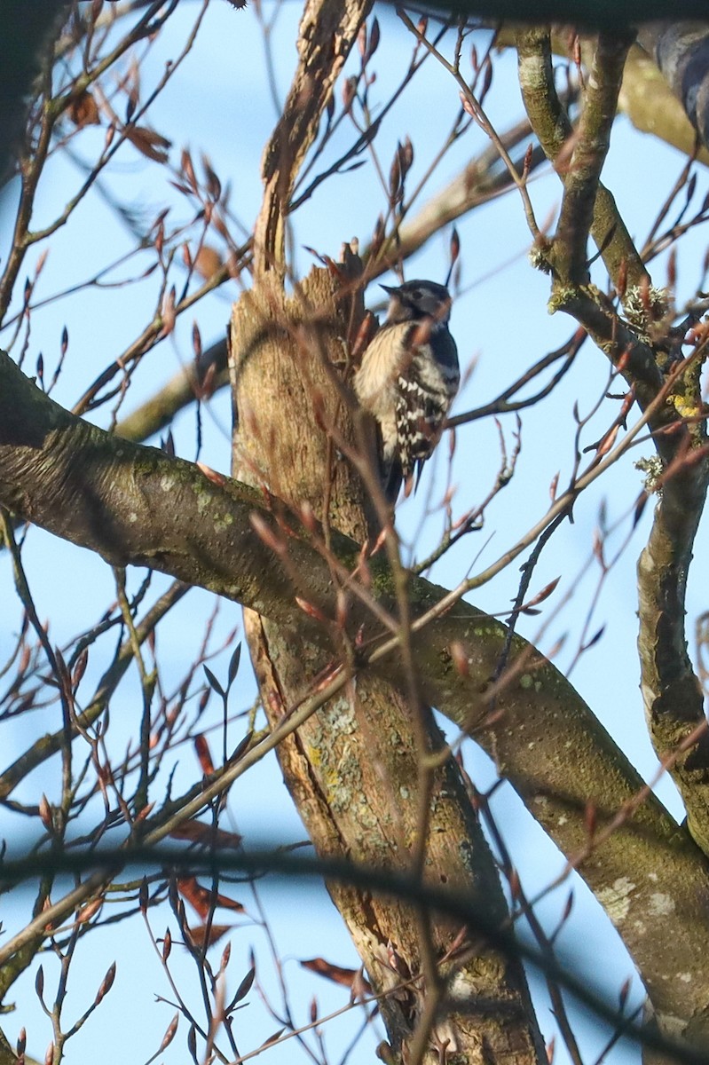 Lesser Spotted Woodpecker - ML619221052