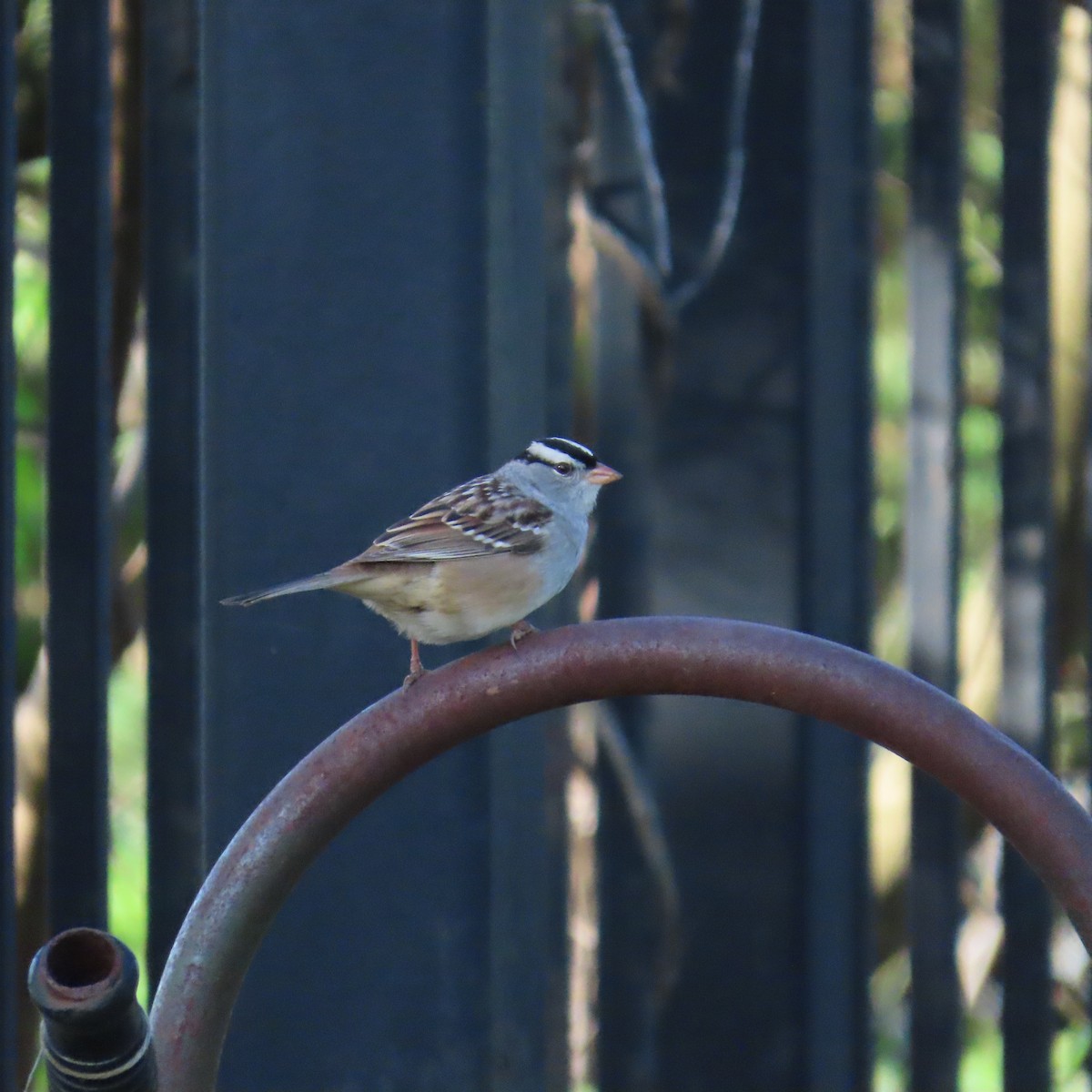 White-crowned Sparrow - ML619221088
