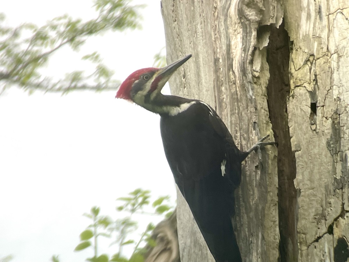 Pileated Woodpecker - ML619221115