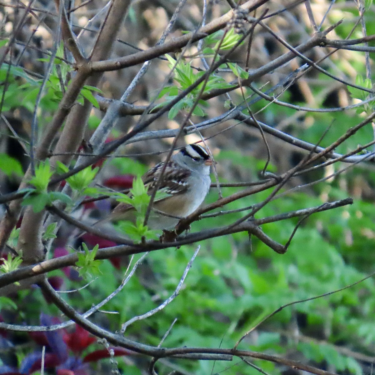 White-crowned Sparrow - ML619221122
