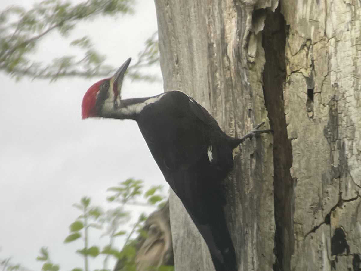 Pileated Woodpecker - ML619221127