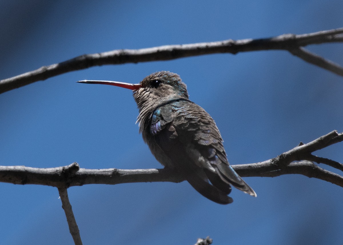Broad-billed Hummingbird - ML619221130