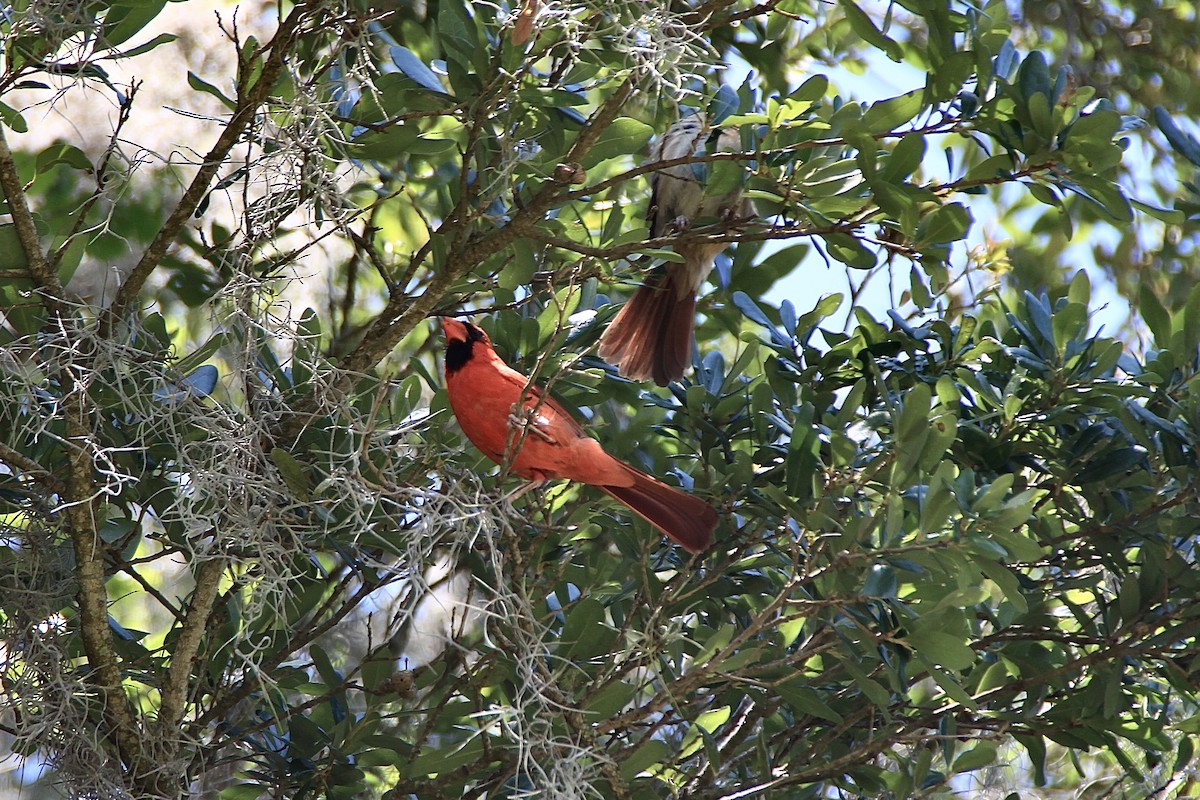 Northern Cardinal (Common) - ML619221146