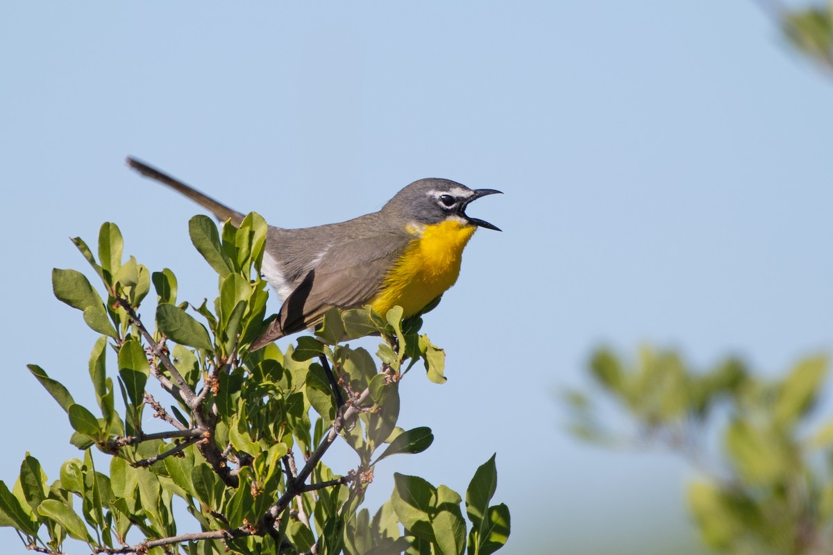 Yellow-breasted Chat - ML619221174