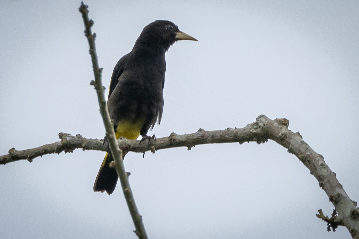 Yellow-rumped Cacique - ML619221178