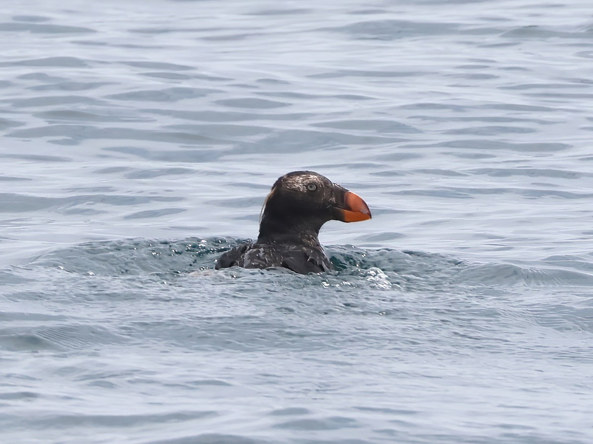 Tufted Puffin - ML619221225