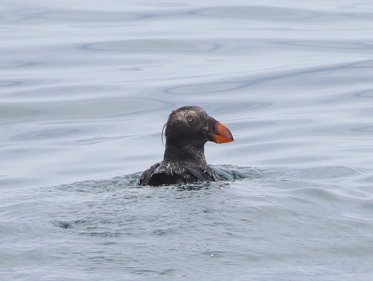 Tufted Puffin - ML619221226
