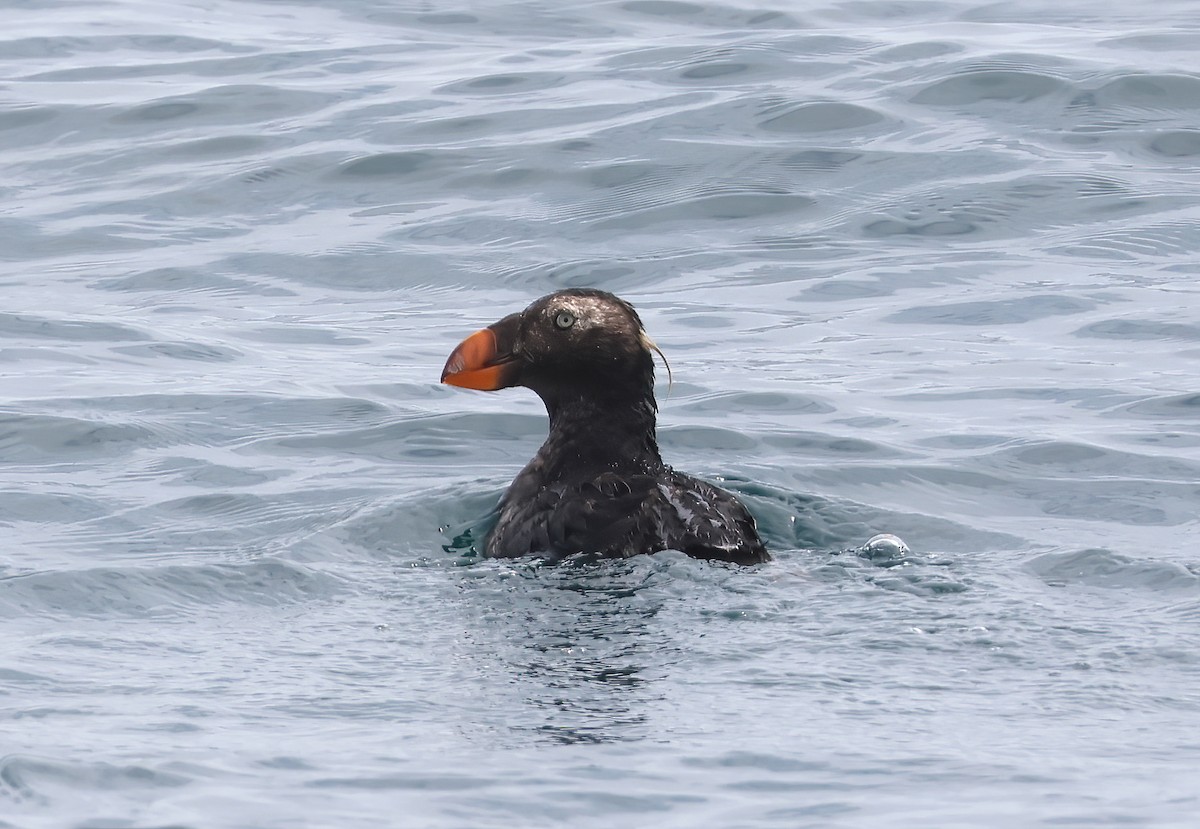 Tufted Puffin - ML619221227